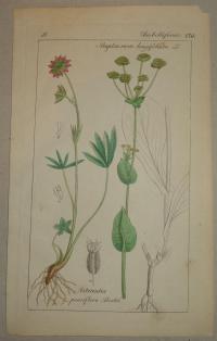 FLOWER, FLEUR, BLUME