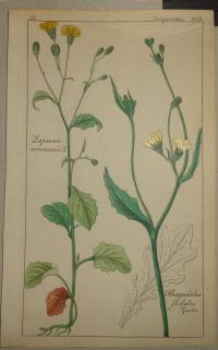 FLOWER, FLEUR, BLUME