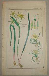 FLOWER, FLEUR, BLUME