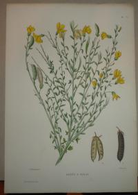 Naudin P. (artist): FLOWER, FLEUR, BLUME