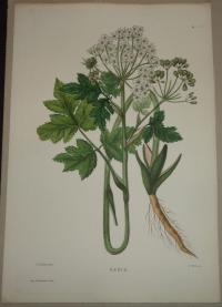 Naudin P. (artist): FLOWER, FLEUR, BLUME