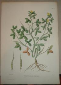 Naudin P. (artist): FLOWER, FLEUR, BLUME