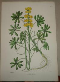 Naudin P. (artist): FLOWER, FLEUR, BLUME