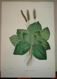 Naudin P. (artist): FLOWER, FLEUR, BLUME