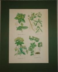 FLOWER, FLEUR, BLUME