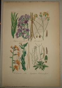 FLOWER, FLEUR, BLUME