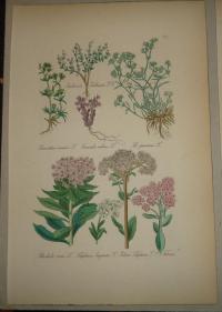 FLOWER, FLEUR, BLUME