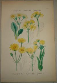 FLOWER, FLEUR, BLUME