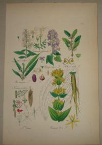 FLOWER, FLEUR, BLUME