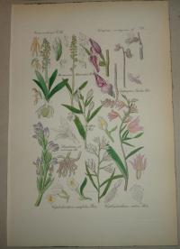 FLOWER, FLEUR, BLUME