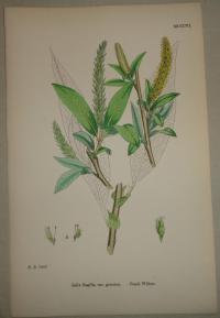 FLOWER, FLEUR, BLUME