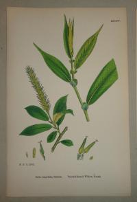 FLOWER, FLEUR, BLUME