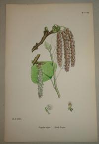 FLOWER, FLEUR, BLUME