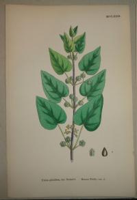 FLOWER, FLEUR, BLUME