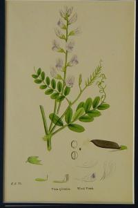 Vicia sylvatica. Wood Vetch