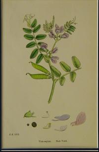Vicia sepium. Bush Vetch