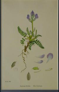 Oxytropis Halleri. Blue Oxytropis