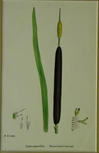 Typha angustifolia. Narrow-leaved Cat's-tail