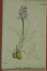 Orchis Simis. Monkey Orchis