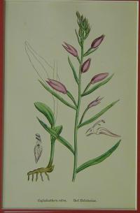 Cephalanthera rubra. Red Helleborine