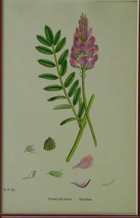 Onobrychis sativa. Saintfoin