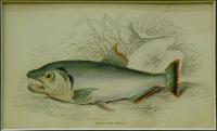 Hydrocyon armatus